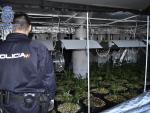 Cae una banda serbia que pirateaba el cable de la luz para cultivar droga en invernaderos