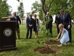 Plantan un roble que desciende del árbol de Gernika frente al Capitolio de Washington