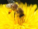 Colocarán sensores en abejas para estudiar su declive en Australia