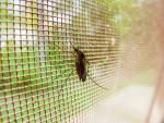 Científicos hallan el gen de la masculinidad en los mosquitos de la malaria, importante para su control