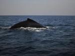 Una ballena jorobada hace el mayor trayecto de un mamífero registrado hasta ahora