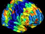 Factores genéticos, responsables de crear patrones anatómicos en la corteza cerebral