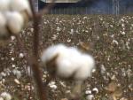 El auge de la demanda mundial dispara el precio del algodón español a la mayor cota en 15