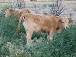 Extremadura destinará unos 1,2 millones en subvenciones a las inversiones para la comercialización de ganado bovino