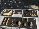 Hallado en Atapuerca un yacimiento con restos de hace 400.000 años y esperan encontrar vestigios de 1,5 millones