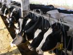 Abierto el plazo para solicitar las ayudas de la Diputación de Palencia a la promoción comercial del sector lácteo