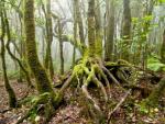 El Colegio de Ingenieros de Montes advierte de que la calidad de los bosques empeora y pide medidas para su protección