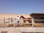 Sadeco entrega en adopción ocho caballos en dos semanas en el marco de un programa del Centro de Control Animal
