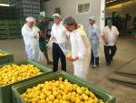 Agricultura inspecciona almacenes para garantizar la calidad y ausencia de enfermedades de limones de importación