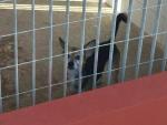 Rescatan a un perro que se encontraba abandonado mas de una semana en un balcón de Cartagena