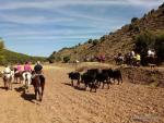 Aranda de Moncayo rinde homenaje a los pastores con la IV Trashumancia de Vacas Avileñas
