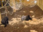 Muere por accidente el bebé gorila nacido en Cabárceno, que sufrió un aplastamiento por un movimiento brusco de su madre