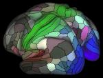Científicos diseñan un mapa con 180 áreas de la corteza cerebral humana