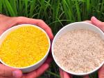 Dos premios Nobel y el inventor del arroz dorado participan en el Congreso sobre Pobreza y Hambre de la UCV
