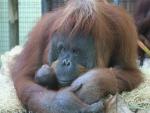 Parlamentarios defensores de los animales denuncian el incumplimiento de una iniciativa de protección de grandes simios