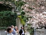 La llegada del "sakura" a Tokio pone una nota de optimismo tras el terremoto