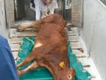 Una vaca de 500 kilos se escapa de Mercabarna y recorre calles con tráfico