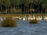 WWF se opone a la intención del Gobierno de conceder una "amnistía temporal" a los pozos ilegales de Doñana