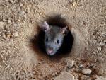 Las ratas pueden transmitir enfermedades al ser humano