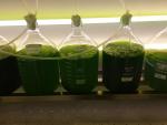 La Universidad de Huelva consigue desarrollar cultivos de microalgas para fabricar plásticos y biodiesel