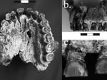 Tres perspectivas del maxilar OH-65. (a) Vista palatal; (b) Vista labial; (c) primer plano de los dos incisivos centrales que muestran la concentración de estrías labiales