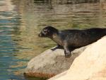 Los visitantes del Oceanogràfic pueden ver a la cría de foca en el acuario de Templados