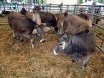 El presidente de la Diputación de Huesca incide en una reforma de la PAC para garantizar la ganadería