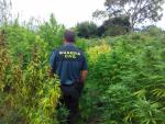 Detenidos dos individuos por cultivo de más de 100 plantas de marihuana en Arteixo (A Coruña)