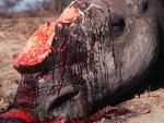 WWF exige a Vietnam que cese el tráfico ilegal de cuerno de rinoceronte o bien asuma sanciones ante la cumbre de CITES
