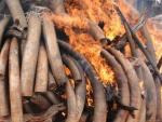 La UE rechaza propuesta de Zimbabue y Namibia de autorizar el comercio de marfil y pide normas sobre trofeos de caza