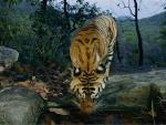 WWF y Traffic denuncian que el tráfico ilegal de tigres sigue aumentando y acusa al "eje" Laos, Vietnam y Tailandia