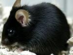 Un ratón curioso deja a oscuras a más de 60.000 usuarios en Paraguay