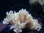 Un hongo que provoca enfermedades de la piel está de encuentra en arrecifes de coral y ambientes extremos
