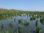 La Confederación del Júcar transforma un arrozal de la Albufera (Valencia) en varios humedales