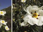 El cambio climático podría afectar a la reproducción de las plantas de flores grandes en el Mediterráneo