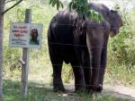 Un elefante mata a una mujer y a su hija de seis años en Zimbabue