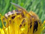 La sentencia sobre OGM afectará a las importaciones de miel, según Bruselas
