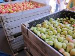 Agricultores de Aragón y Cataluña saldrán a la calle el viernes para pedir aumentar el cupo de retirada de fruta dulce