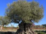 Agricultura inicia una nueva campaña de recogida de material para ampliar el banco de variedades autóctonas de olivo