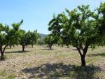 El PAR se suma a la concentración del Bajo Cinca en apoyo a los productores de fruta