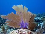 Pólizas de seguros en arrecifes de coral, la propuesta de expertos para conservarlos y restaurarlos tras los temporales