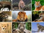 El Día Mundial de la Vida Silvestre 2018 alertará sobre la disminución de las poblaciones de los grandes felinos