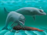 Un buzo descubre un fósil de una especie extinta de delfín enano de hace 30 millones de años