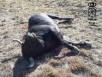 Abatido un toro escapado de una finca en Zolina y que ha herido a una persona