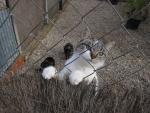 Los abandonos de gatos se disparan en verano en Bilbao, mientras  descienden las adopciones