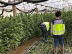 Desmantelan una plantación de marihuana en el garaje de una casa de campo de Elche