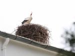 Medio Ambiente apoya el mantenimiento y la conservación de 165 nidos de cigüeña común en edificios