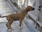 Más de 200 perros del centro de recogida animales de la Diputación de Huesca cuentan con nuevas familias