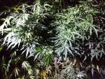 Dos detenidos por el cultivo de 45 plantas de marihuana con un peso de 140 kilos en La Robla y Sancedo (León)