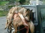 WWF denuncia en fiscalía las batidas indiscriminadas de lobos en un tercio de Asturias